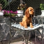 Wrought iron chair